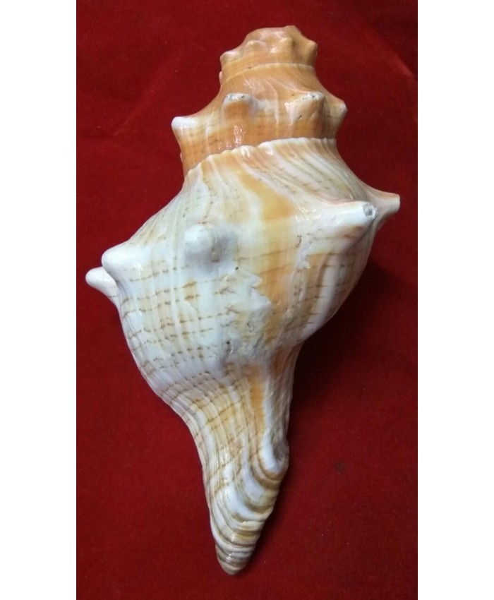 Gau Mukhi Shankh ( गोमुखी शंख )
